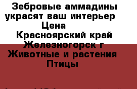 Зебровые аммадины, украсят ваш интерьер ! › Цена ­ 300 - Красноярский край, Железногорск г. Животные и растения » Птицы   